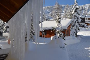 Alpenröslein Winter 2020 -21  2.JPG